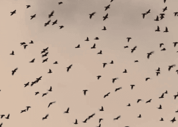 לזכרם של סמדר ורועי עידן ז"ל